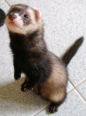 ferret ferrets cute pet baby pets animals tails their they brown wag funny face lost male happy tail why abu