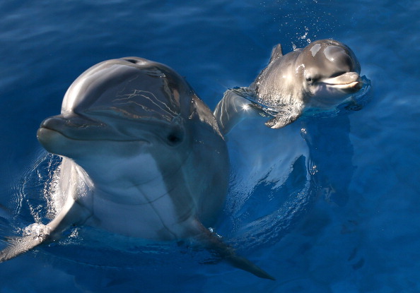 dolphin assisted birth