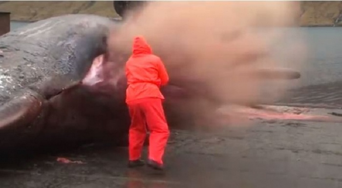 exploding whale