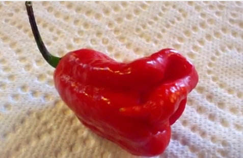 scorpion reaper pepper