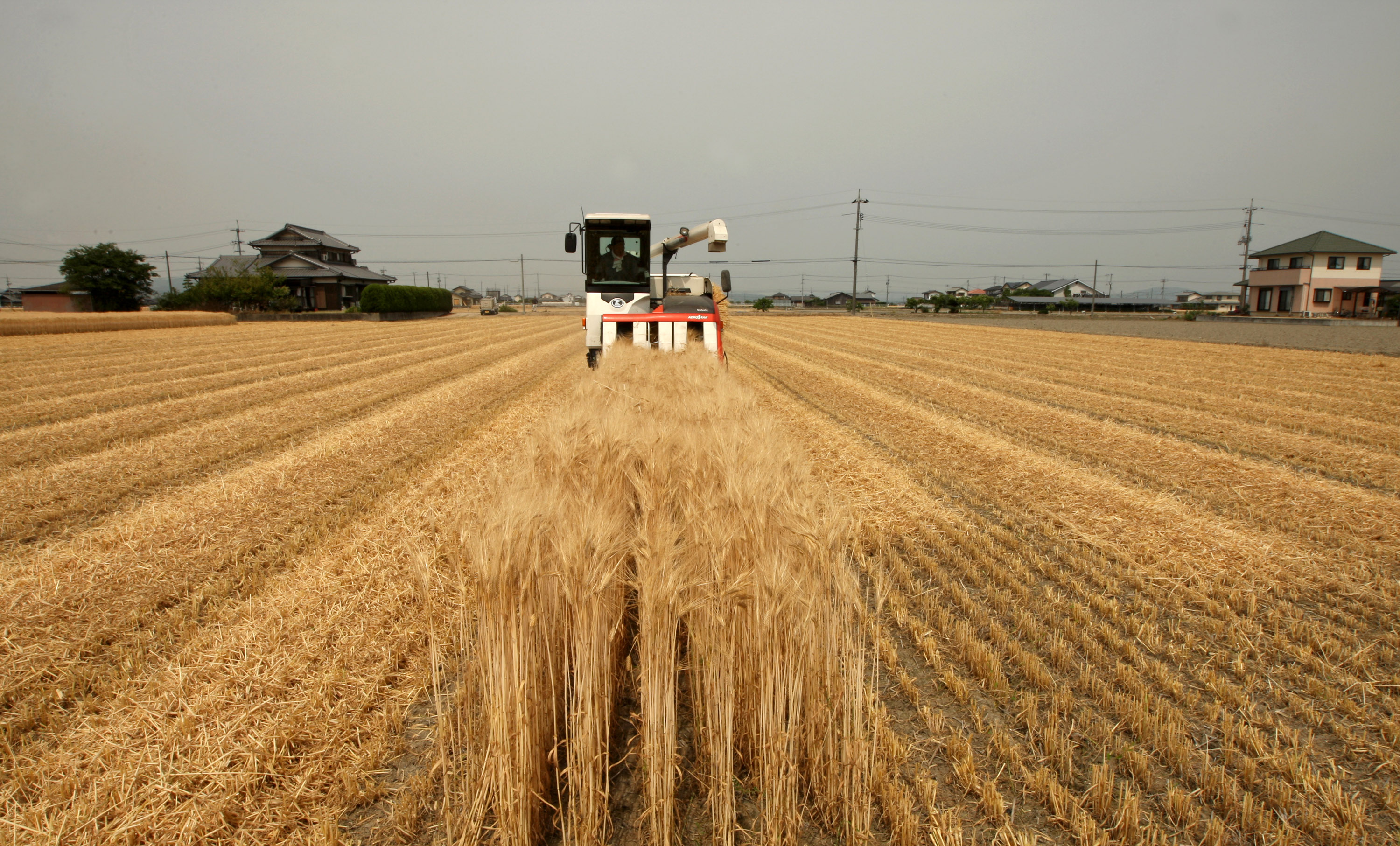 genetically-modified-wheat-found-in-montana-are-there-health-risks