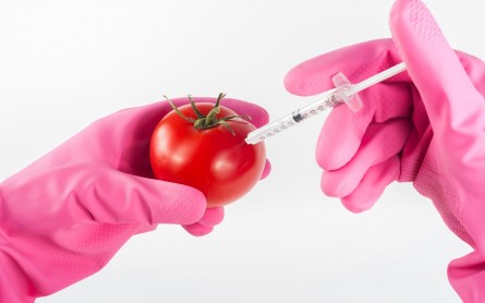 Tomato GMO