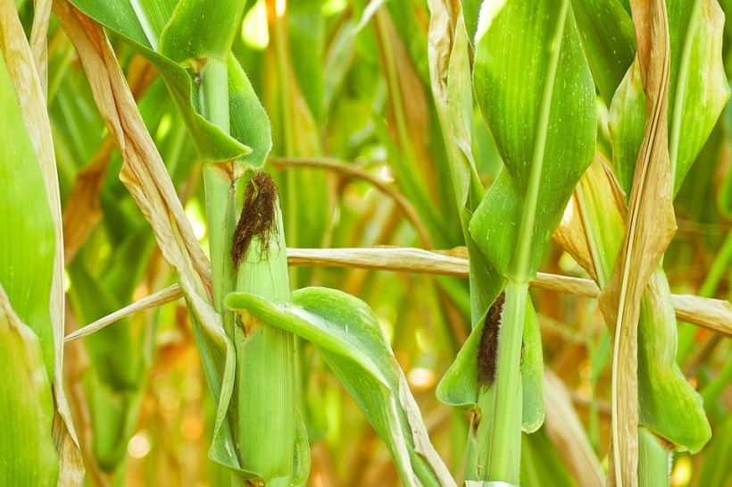 Corn GMOs