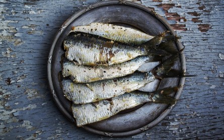 Sardines