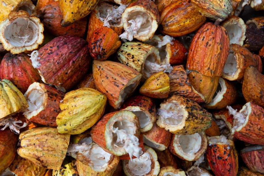 The Connection Between Cacao and Weight Loss