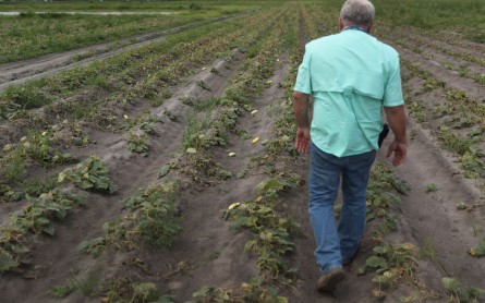 Effects Of Election 2020 On Food Movement