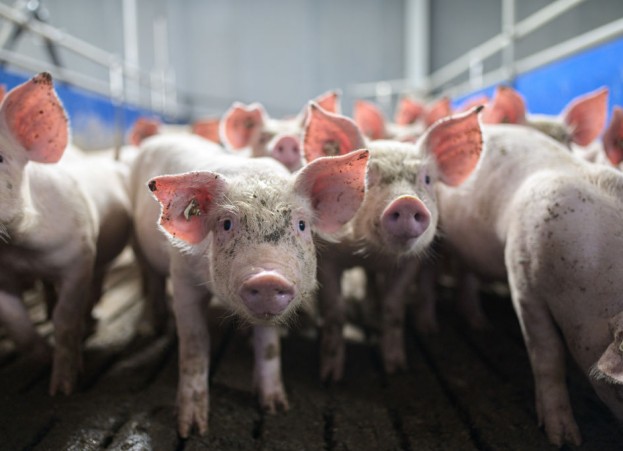 Genetically Engineered Pigs For Transplants And Food Gets FDA Approval