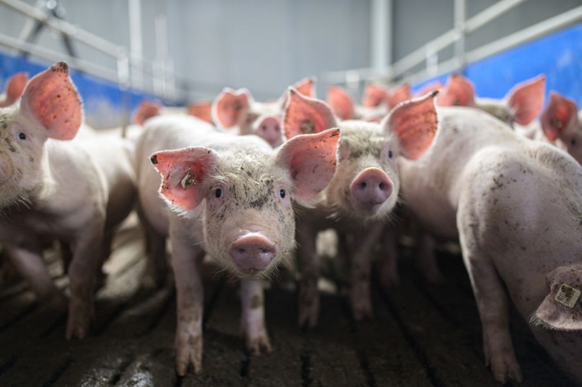 Genetically Engineered Pigs For Transplants And Food Gets FDA Approval