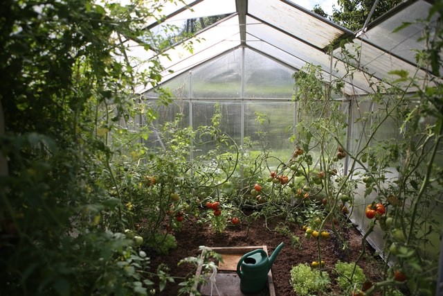 How to Use a Backyard Greenhouse to Grow Your Own Food 