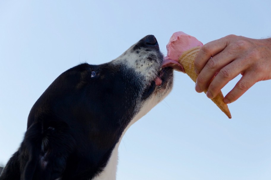 Dogs and Ice Cream
