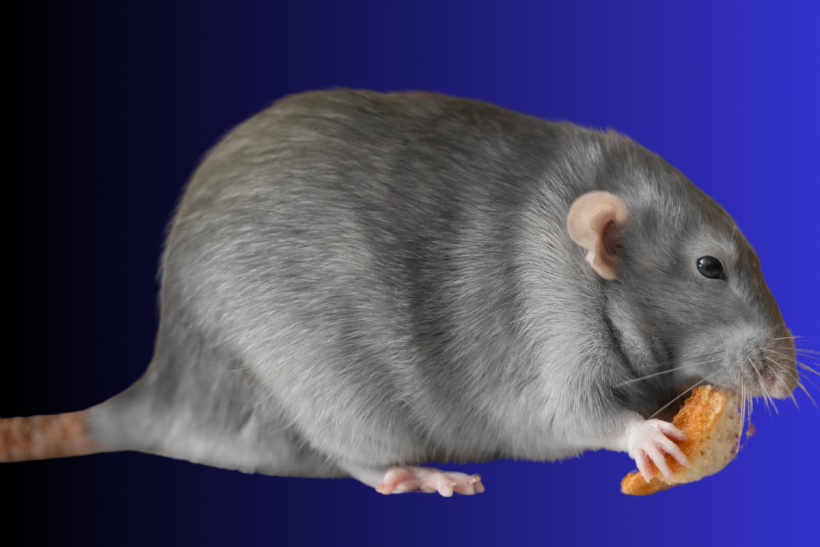A rat snacking.