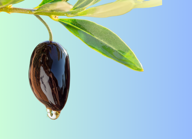 Olive on branch dripping with oil.