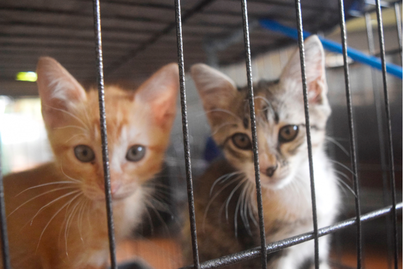 Kittens in shelters across America need new homes!