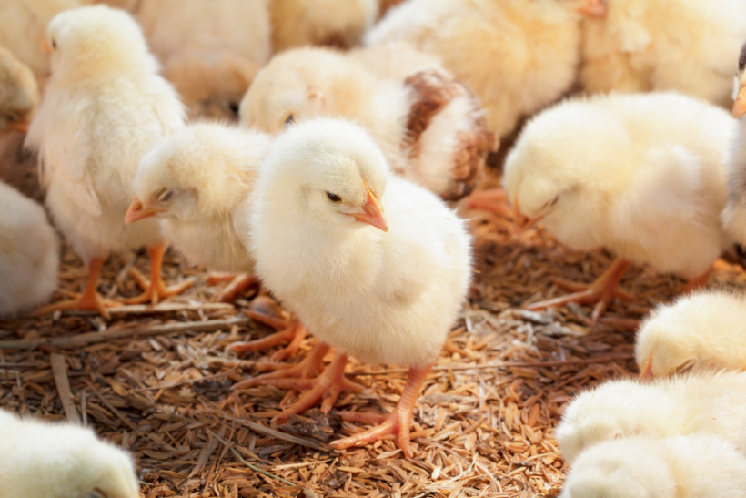 Bird flu is decimating chicken flocks nationwide?