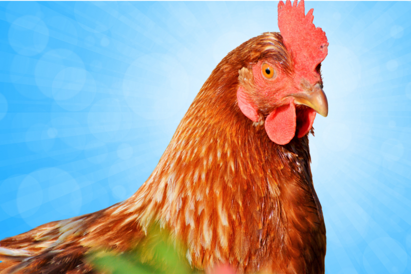 The second human case of Avian Flu is confirmed.