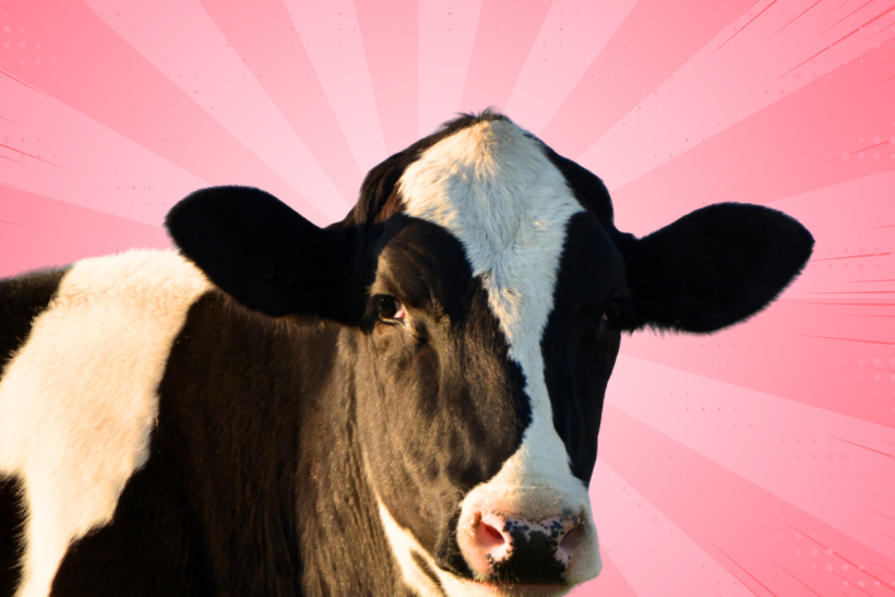Precision fermentation may be a cruelty-free way to create cow’s milk.