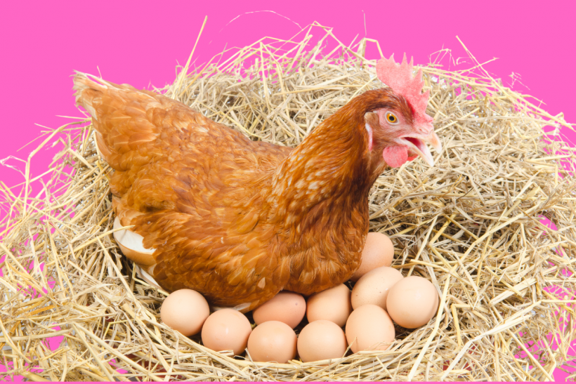 Poultry and egg prices are rising.