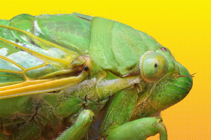 Cicada Salad?