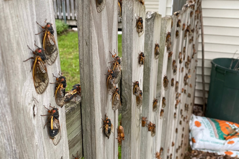 Cicadas take over the South every few decades.