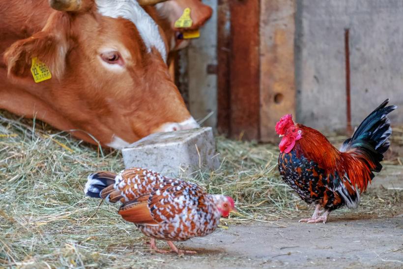 Bird flu has been found in cattle.