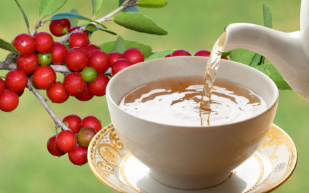 Yaupon holly tea is making a splash in America