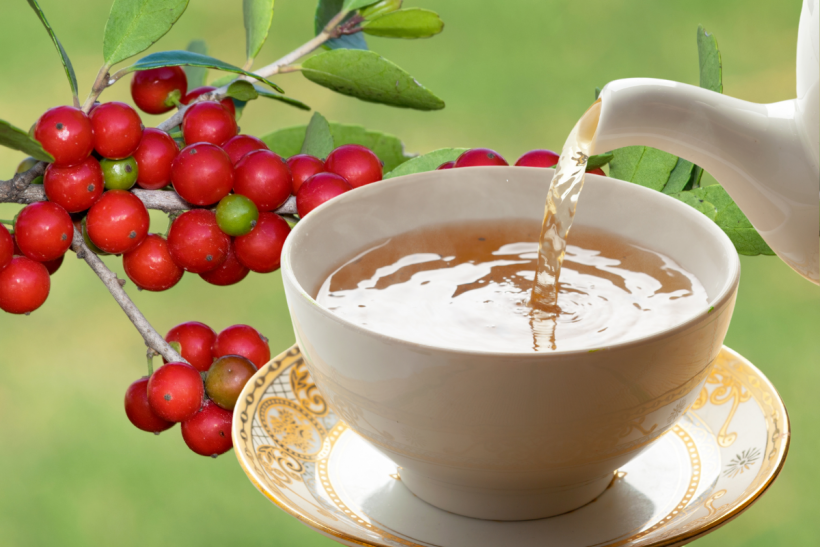 Yaupon holly tea is making a splash in America.