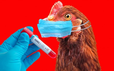 Bird flu has spread to cows and humans