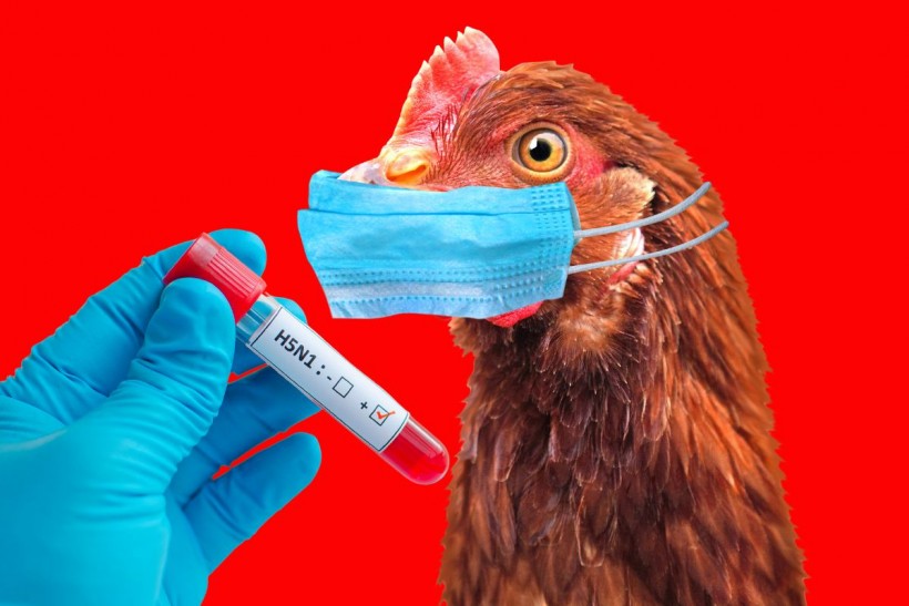 Bird flu has spread to cows and humans.