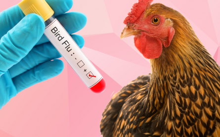 A third case of bird flu in humans has been discovered in the US