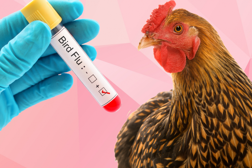 A third case of bird flu in humans has been discovered in the US. 