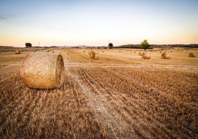 Farming crops with rocks to reduce CO2 and improve global food security
