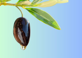 Olive on branch dripping with oil.