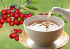 Yaupon holly tea is making a splash in America