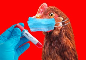 Bird flu has spread to cows and humans